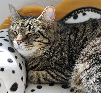 grey and brown tabby cat sleeping on white and black fabric seat thumbnail