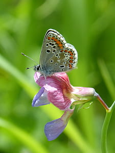 common gray butterfly on flower thumbnail