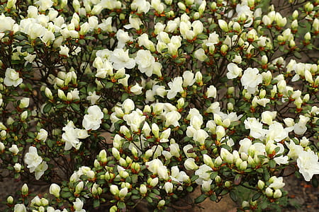 white petaled flowers thumbnail