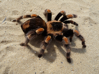 Tarantula, Brachypelma thumbnail