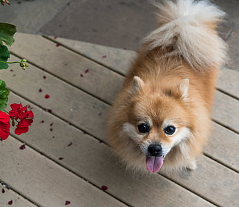 brown Pomeranian on parquet floor thumbnail