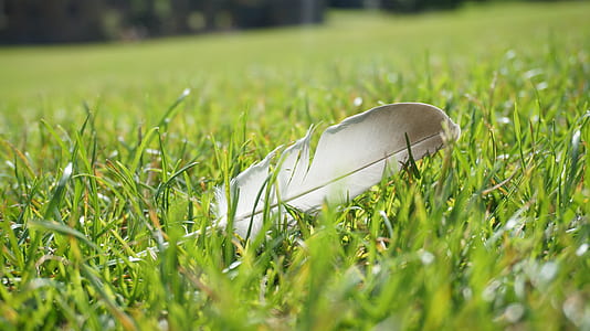 feather on grass thumbnail