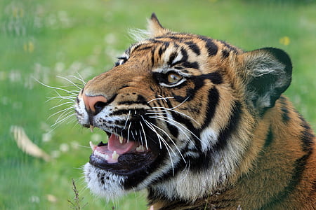 animal photograph of Bengal tiger thumbnail