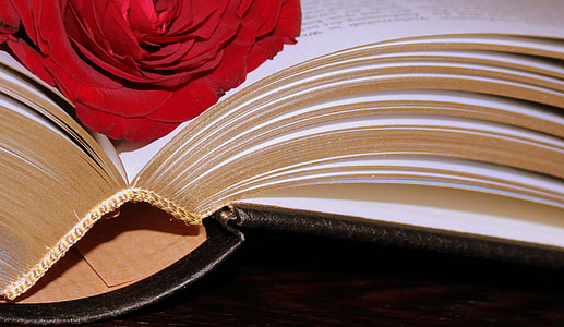 red rose on book page thumbnail