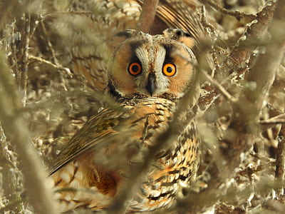 selective focus photography of orange, white, and black owl on tree thumbnail