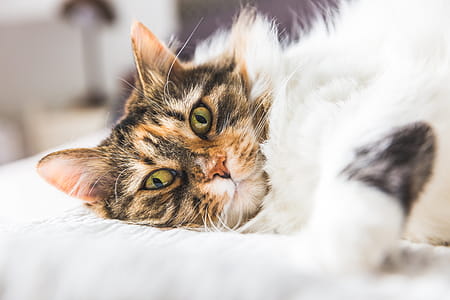 Cat Lying Sideways On Bed Photo thumbnail