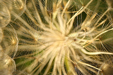 selective focus photo of white glower thumbnail