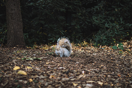 squirrel on outdoors thumbnail
