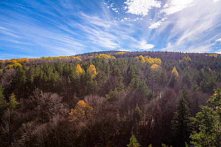 Aerial Shot Of Trees During Fall Season Under Blue Sky thumbnail