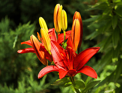 selective focus photography of red and yellow petaled flowers thumbnail
