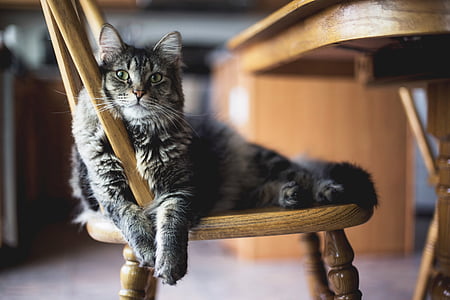gray tabby cat leaning on brown wooden chair thumbnail
