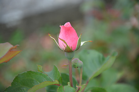 selective focus photography of pink rose thumbnail