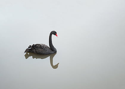 gray swan thumbnail