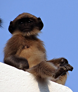 brown monkey sitting on wall thumbnail