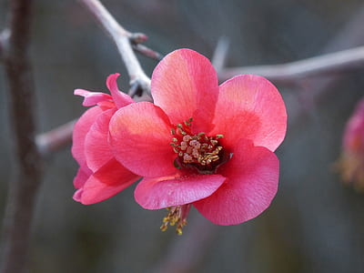 shallow focus photography of red flower thumbnail
