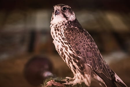 brown falcon thumbnail