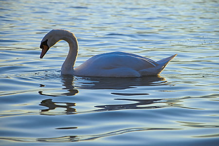 white swan in body of water during day time thumbnail