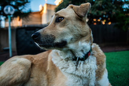 Close Up Photo of Tan and White Dog thumbnail