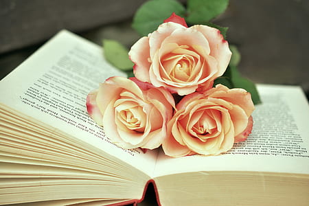 three beige roses on top of open book thumbnail
