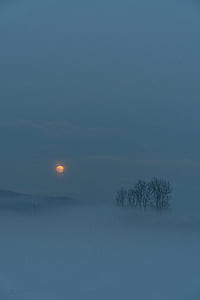 bare trees during sunrise thumbnail