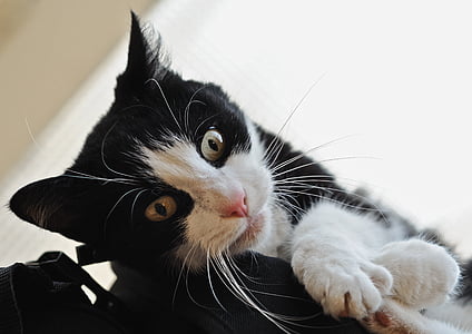 close-up photo of white and black kitten thumbnail