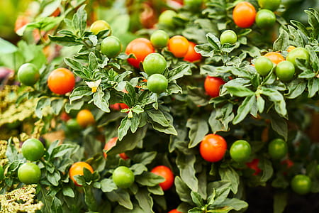 shallow focus photography of orange and green fruits thumbnail