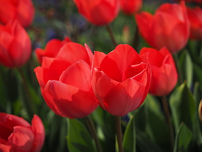 closed up photo of red tulips thumbnail