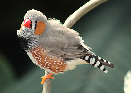 closeup photo of gray and brown short-beak bird thumbnail