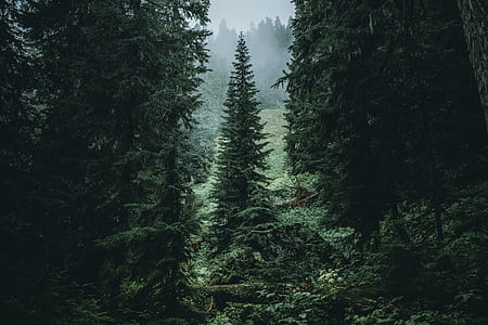 pine trees thumbnail