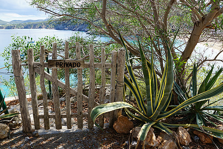 plant beside wooden gate thumbnail