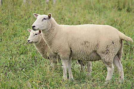two sheep on grass field thumbnail