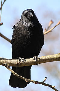 black raven thumbnail