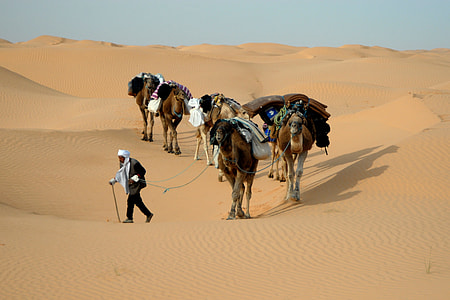 man and herd of camels in middle of desert field thumbnail