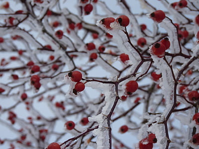 shallow focus photography of red fruits thumbnail