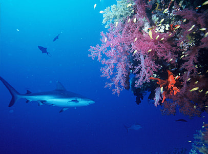 shark near corals thumbnail