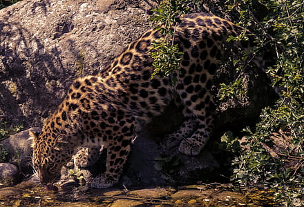 leopard drinking water on river thumbnail