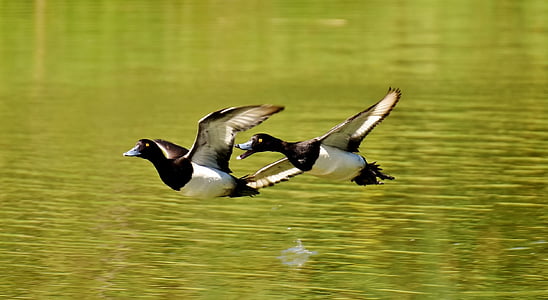 two white-and-black birds flying over body of water during daytime thumbnail