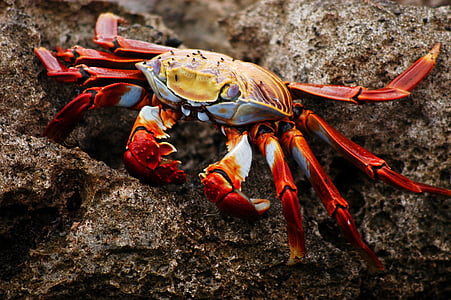 orange crab photo thumbnail