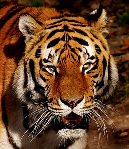 photography of tiger thumbnail