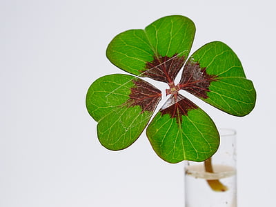 green clover thumbnail