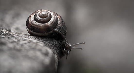Snail thumbnail
