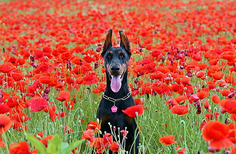 adult tan and black doberman on field of red petaled flowers thumbnail