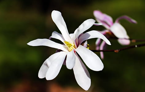 white-and-pink magnolias in bloom selective-focus photography thumbnail