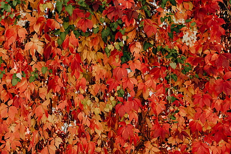Colorful vines leaves in the park thumbnail