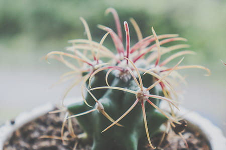 Shallow Focus Photography of Cactus Plant thumbnail