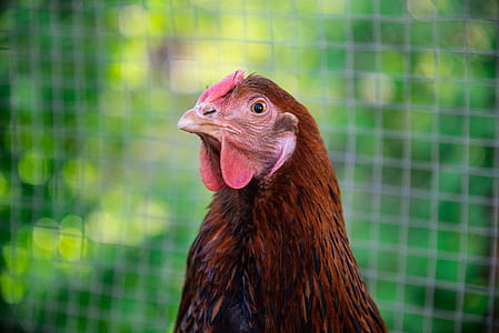 brown rooster in cage thumbnail