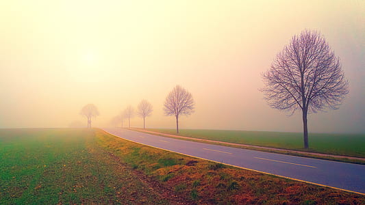 withered tree near highway during foggy day thumbnail