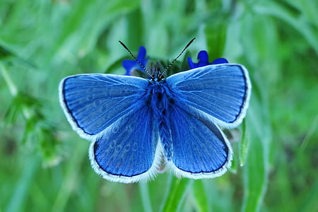 macro photo of Azure butterfly on blue flower thumbnail