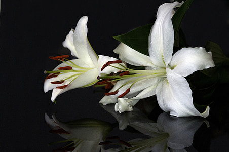 two white petaled flowers thumbnail