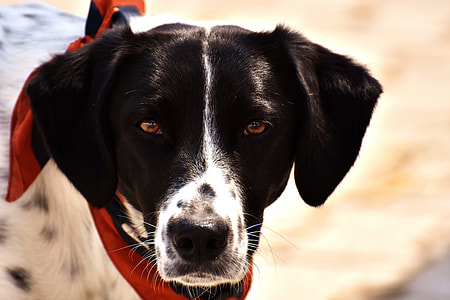 closeup photo of dalmatian dog thumbnail